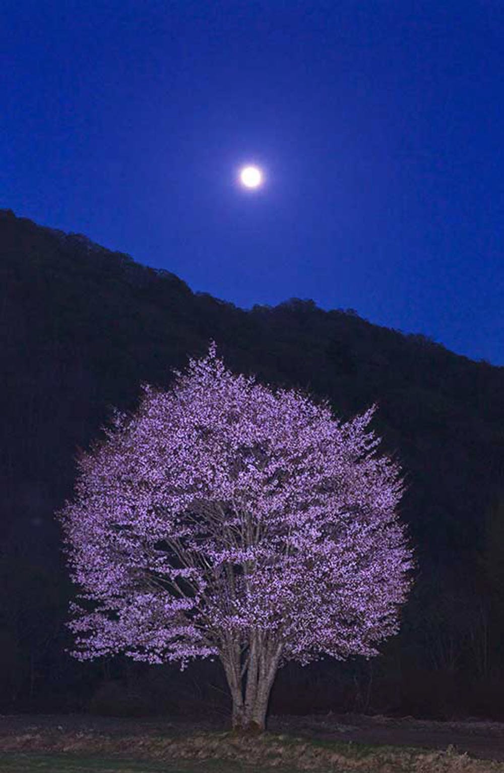 福岛的樱花树告诉我们日本对2011年核灾难的反应