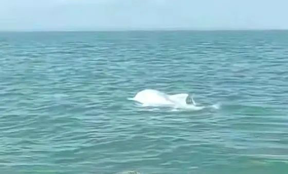 中华白海豚造访西部首核-广西防城港核电基地附近海域