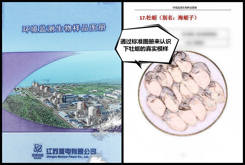 一只牡蛎在田湾的监测之旅