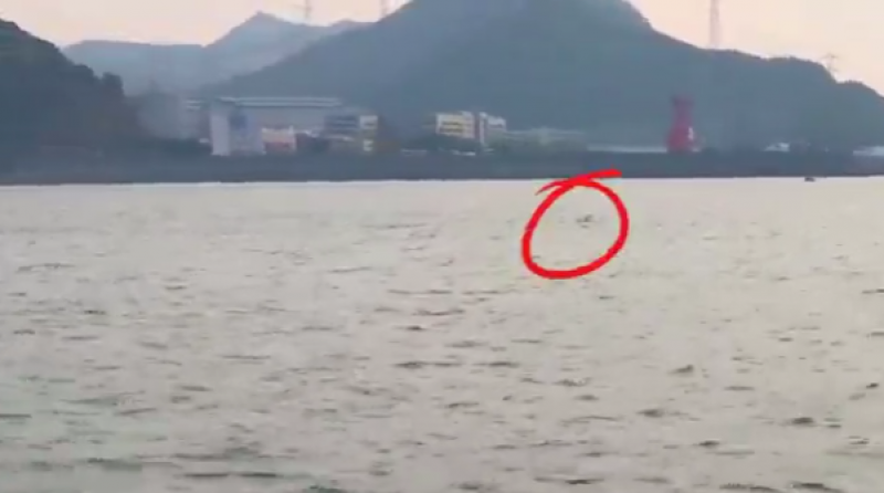 中华白海豚又双叒叕来阳江核电啦~