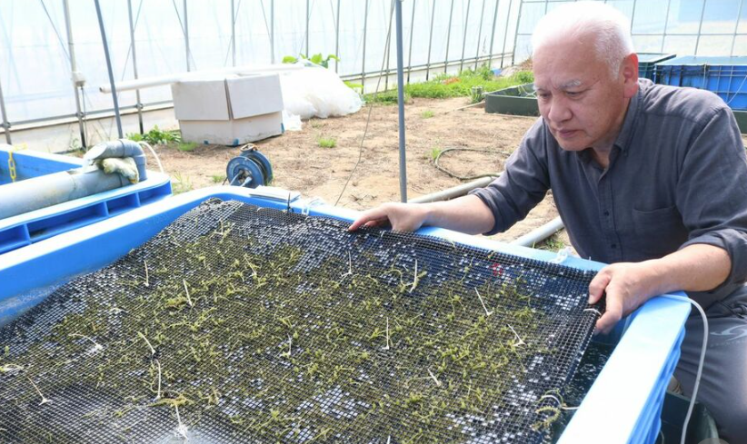 日本为G7峰会供应福岛食品:称希望各国理解核污水排海 引发争议