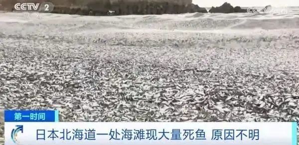 日本离奇死鱼多到渔船寸步难行!日官员称“与核污染水无关”