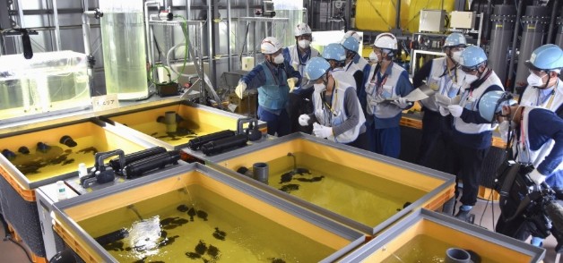 东电已结束使用福岛一核处理水养鱼试验
