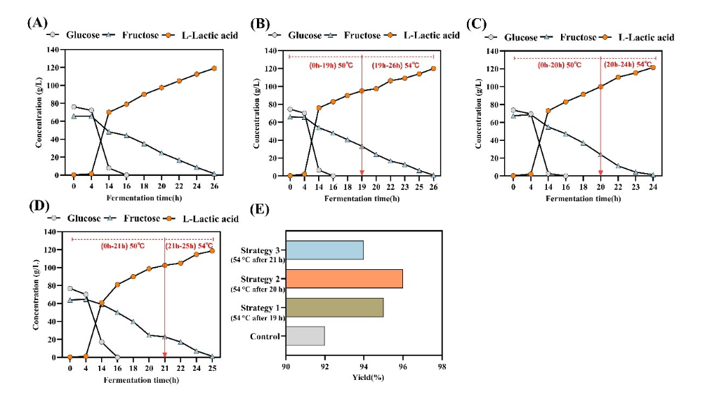 The Institute of Modern Physics, Chinese Academy of Sciences, has made progress in developing heat-tolerant industrial lactic acid bacteria strains via heavy-ion beam mutagenesis.