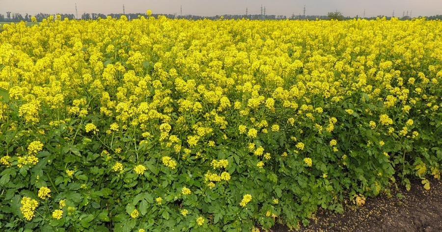 La Russie progresse dans l'extraction de terres rares par plantes hyperaccumulatrices et prévoit des essais en champ