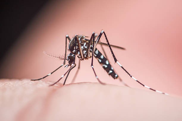 La ville d'Illkirch-Graffenstaden en France envisage de tester la technique de l'insecte stérile pour lutter contre le moustique tigre