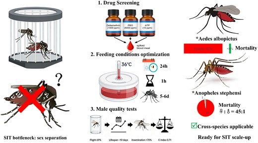 Une équipe chinoise propose un prétraitement par « repas de sang toxique » pour favoriser l’application de la technique de l’insecte stérile chez les moustiques