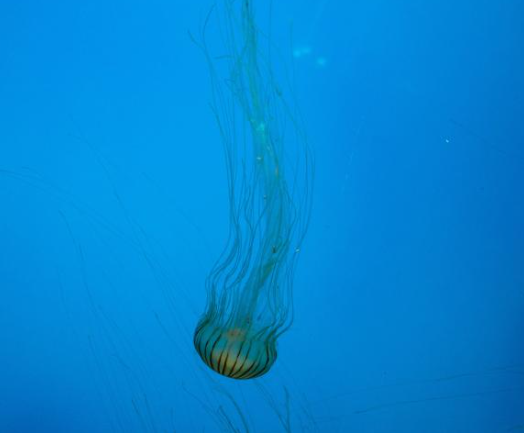Jellyfish Blockage Forces Shutdown of French Nuclear Units; Experts Say Shutdown Demonstrates Effectiveness of Safety Systems