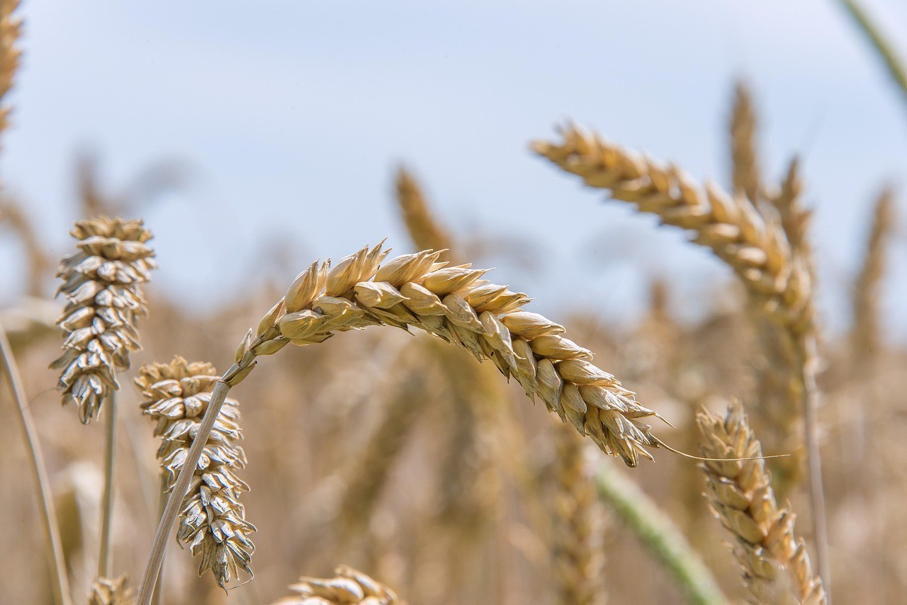 Russian Researchers Find Low-Energy Electron Beam and X-Ray Treatment of Wheat Seeds Can Increase Yields