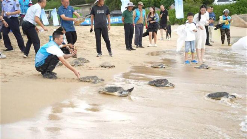 广东太平岭核电厂生态修复项目放流100只绿海龟