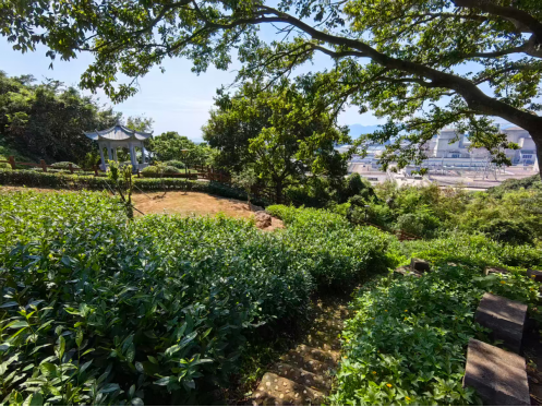白茶见证核电安全，宁德核电打造